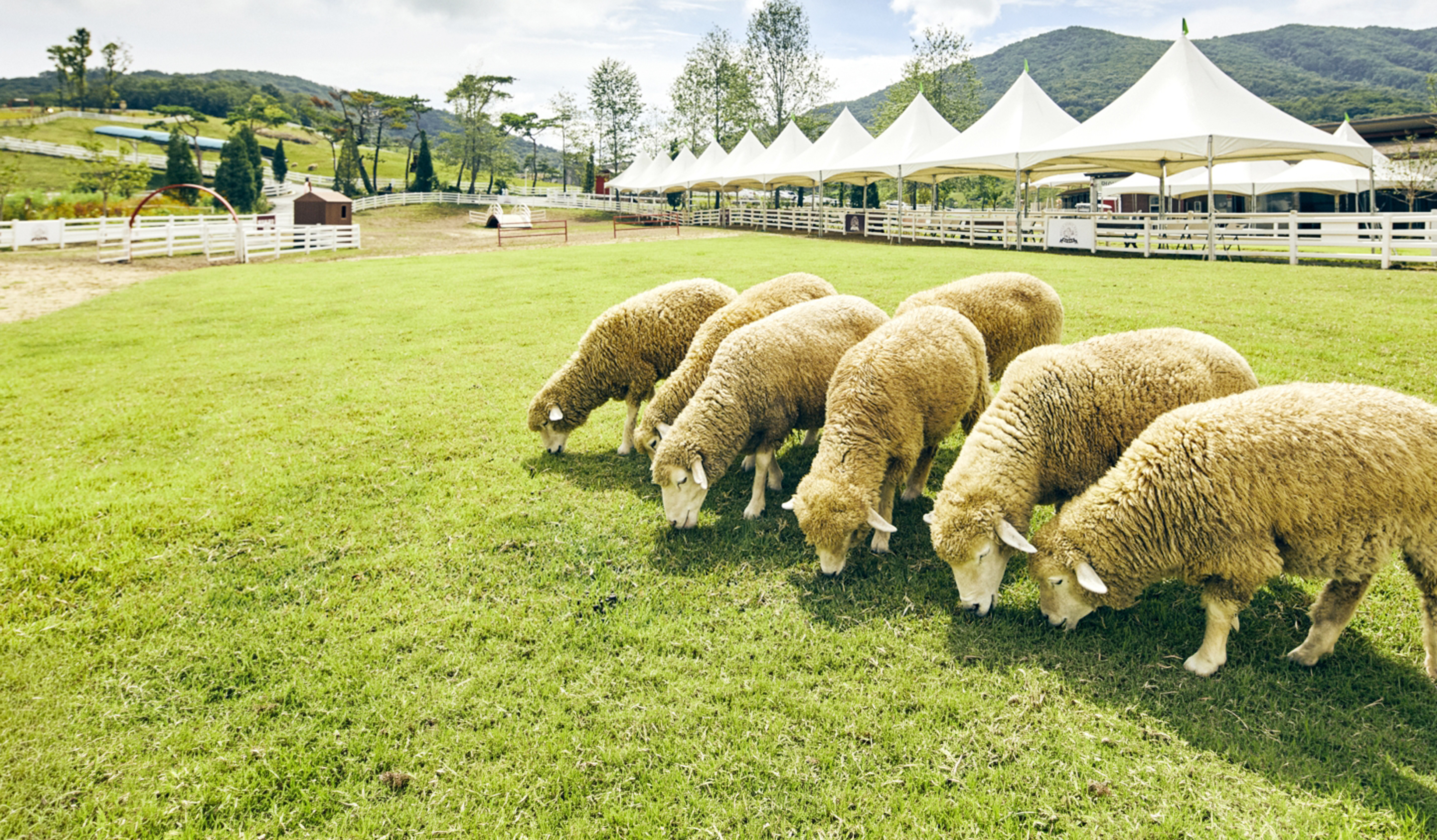 푸른 초원에서 한가롭게 풀을 뜯는 양들과 벨포레 리조트 전경